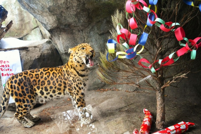 ¡Feliz Navidad, Sr. Tigre! Cómo los residentes del zoológico abrieron los regalos