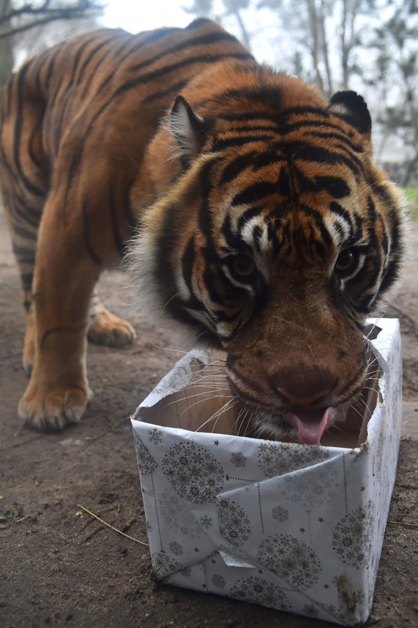 ¡Feliz Navidad, Sr. Tigre! Cómo los residentes del zoológico abrieron los regalos