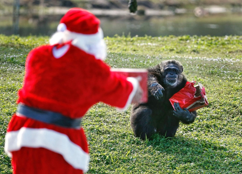 ¡Feliz Navidad, Sr. Tigre! Cómo los residentes del zoológico abrieron los regalos