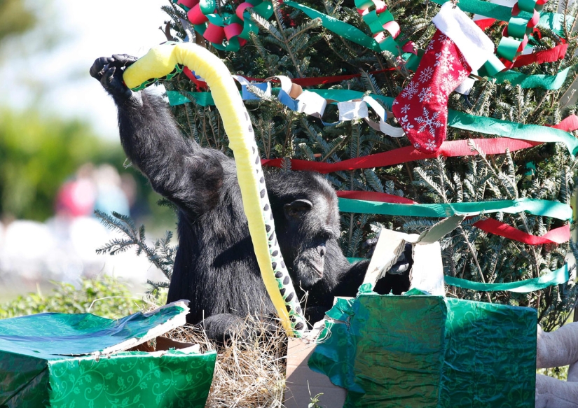¡Feliz Navidad, Sr. Tigre! Cómo los residentes del zoológico abrieron los regalos