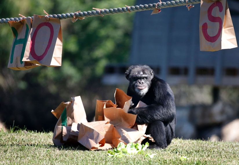 ¡Feliz Navidad, Sr. Tigre! Cómo los residentes del zoológico abrieron los regalos
