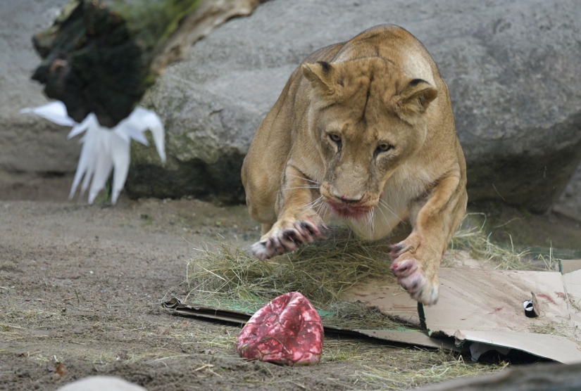 ¡Feliz Navidad, Sr. Tigre! Cómo los residentes del zoológico abrieron los regalos