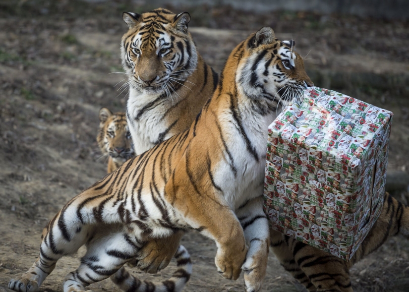 ¡Feliz Navidad, Sr. Tigre! Cómo los residentes del zoológico abrieron los regalos