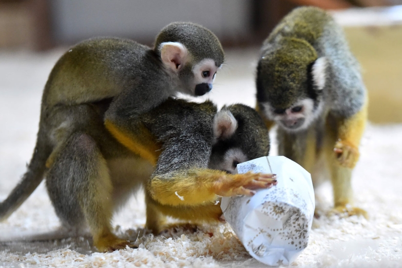 ¡Feliz Navidad, Sr. Tigre! Cómo los residentes del zoológico abrieron los regalos