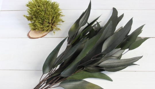 Feng Shui Plants. 10 plants that take bad energy out of your home