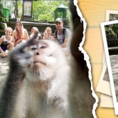 Figs to you, not selfies! A monkey in Bali made an epic shot with tourists herself Figs to you, not selfies! A monkey in Bali made an epic shot with tourists herself