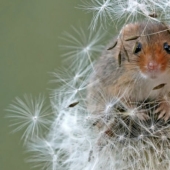 Finalistas de los Sony World Photography Awards: Las mejores fotos de 2018