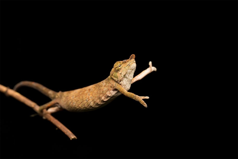 Finalistas del concurso de fotografía más divertido de la naturaleza-Comedy Wildlife Awards 2017 Finalistas del concurso de fotografía más divertido de la naturaleza-Comedy Wildlife Awards 2017