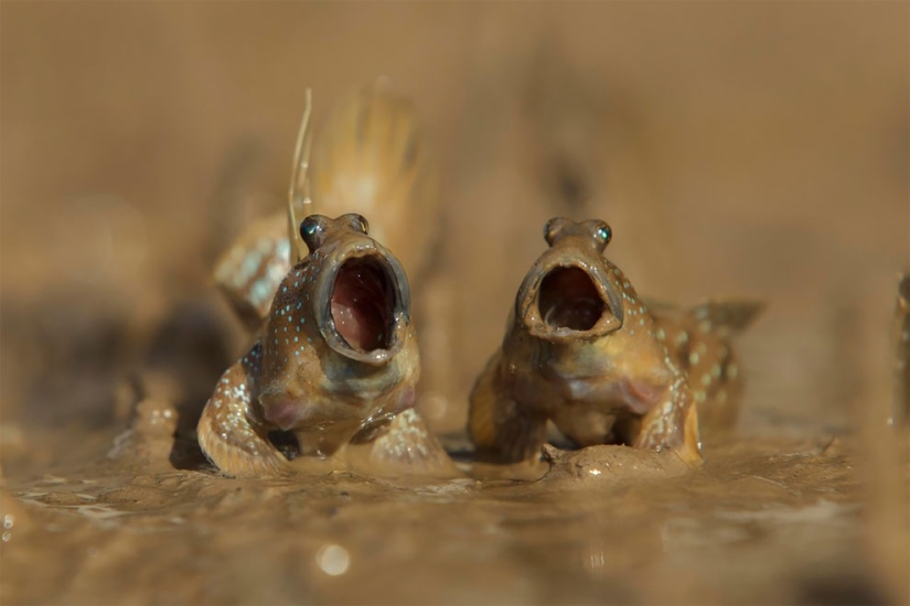 Finalistas del concurso de fotografía más divertido de la naturaleza-Comedy Wildlife Awards 2017 Finalistas del concurso de fotografía más divertido de la naturaleza-Comedy Wildlife Awards 2017