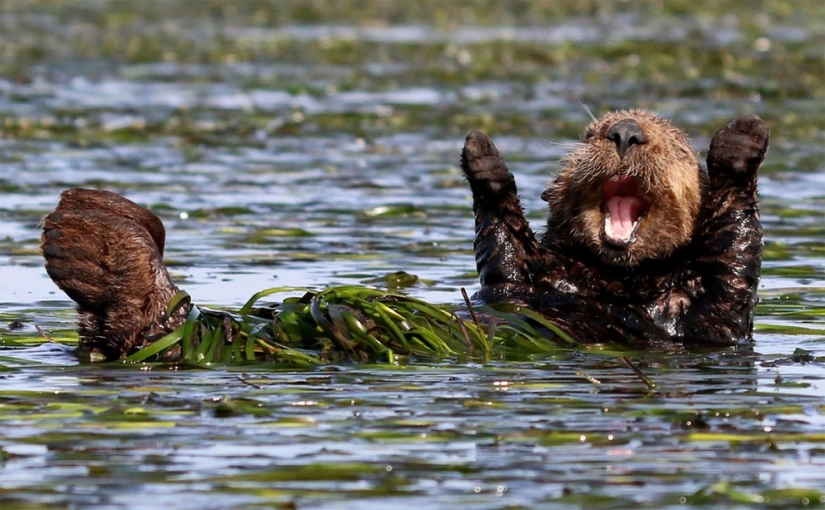 Finalistas del concurso de fotografía más divertido de la naturaleza-Comedy Wildlife Awards 2017 Finalistas del concurso de fotografía más divertido de la naturaleza-Comedy Wildlife Awards 2017