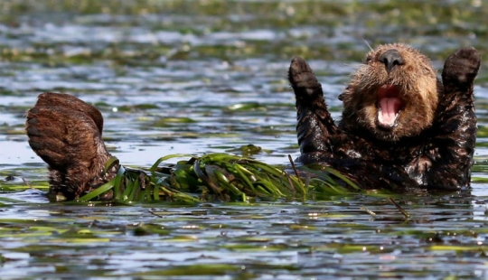 Finalistas del concurso de fotografía más divertido de la naturaleza-Comedy Wildlife Awards 2017