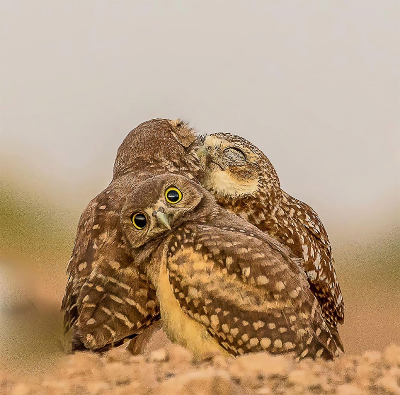 Finalistas del concurso de fotografía más divertido de la naturaleza-Comedy Wildlife Awards 2017 Finalistas del concurso de fotografía más divertido de la naturaleza-Comedy Wildlife Awards 2017