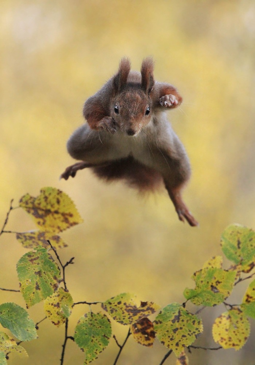 Finalistas del concurso" Mejor Fotógrafo de Naturaleza — 2017 " de National Geographic