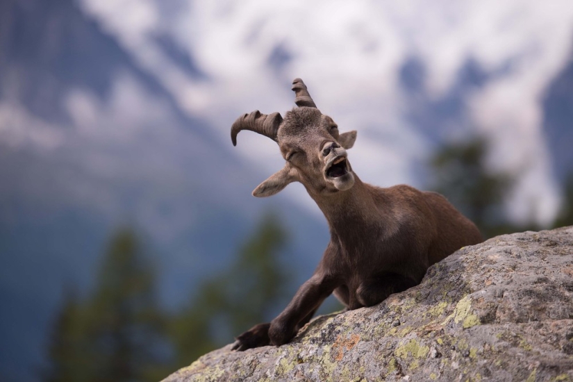 Finalistas del concurso" Mejor Fotógrafo de Naturaleza — 2017 " de National Geographic