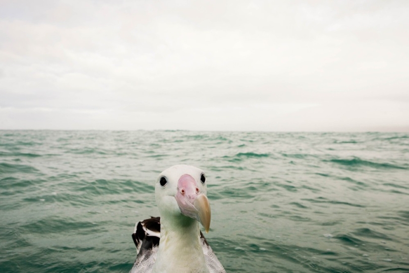 Finalistas del concurso" Mejor Fotógrafo de Naturaleza — 2017 " de National Geographic