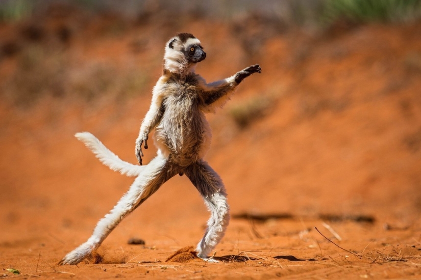 Finalistas del concurso" Mejor Fotógrafo de Naturaleza — 2017 " de National Geographic