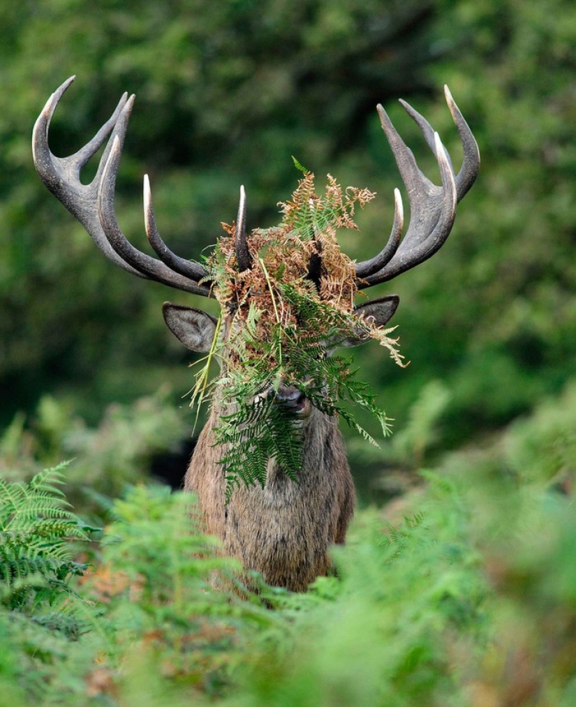 Finalistas del concurso" Mejor Fotógrafo de Naturaleza — 2017 " de National Geographic