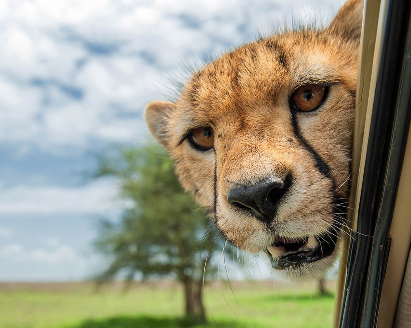 Finalistas del concurso" Mejor Fotógrafo de Naturaleza — 2017 " de National Geographic