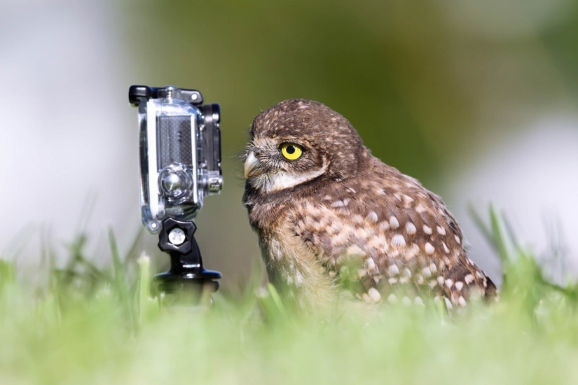 Finalistas del concurso" Mejor Fotógrafo de Naturaleza — 2017 " de National Geographic