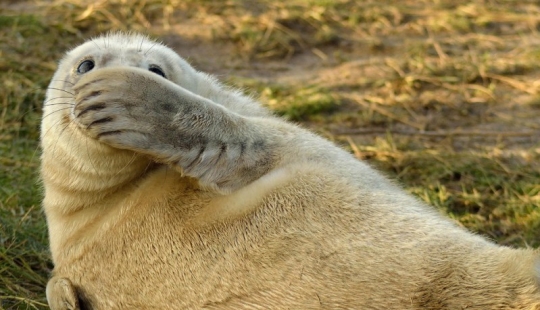 Finalistas del concurso" Mejor Fotógrafo de Naturaleza — 2017 " de National Geographic