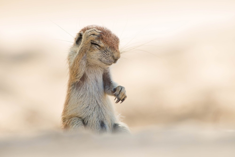 Finalistas del concurso" Mejor Fotógrafo de Naturaleza — 2017 " de National Geographic