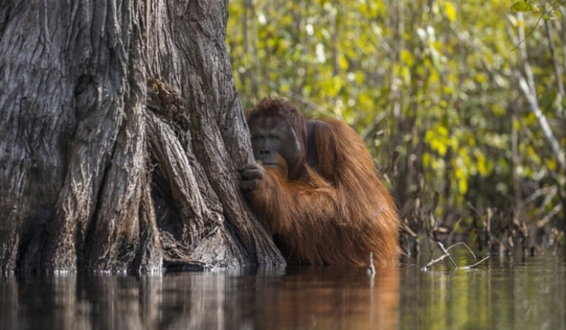 Finalists of the "Best Nature Photographer — 2017" contest from National Geographic