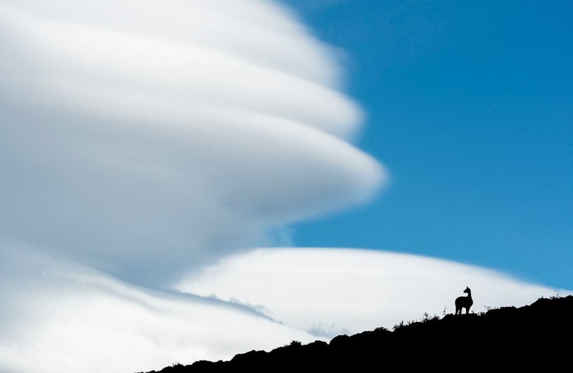 Finalists of the "Best Nature Photographer — 2017" contest from National Geographic