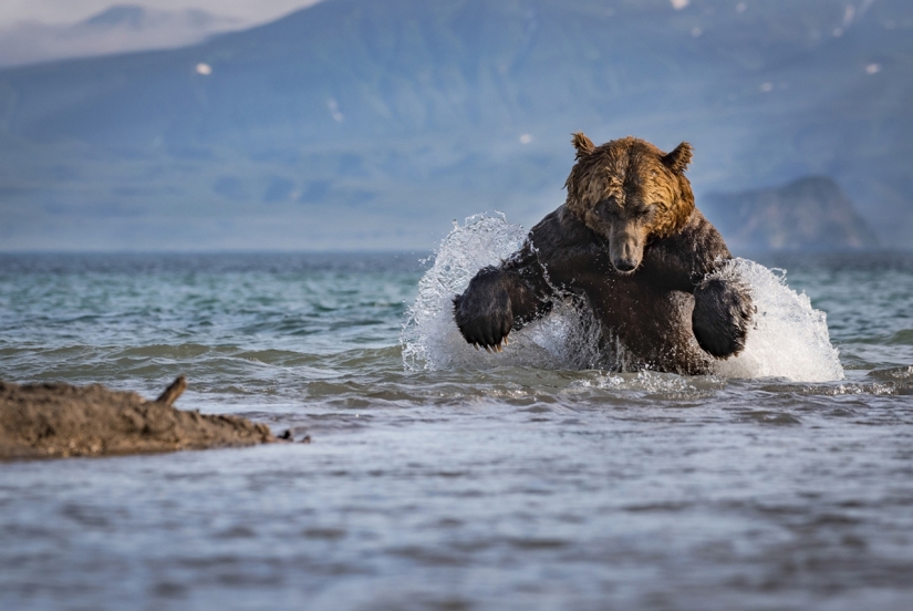 Finalists of the "Best Nature Photographer — 2017" contest from National Geographic