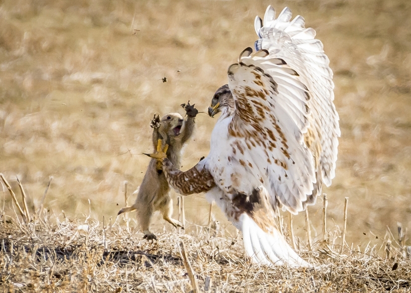 Finalists of the "Best Nature Photographer — 2017" contest from National Geographic