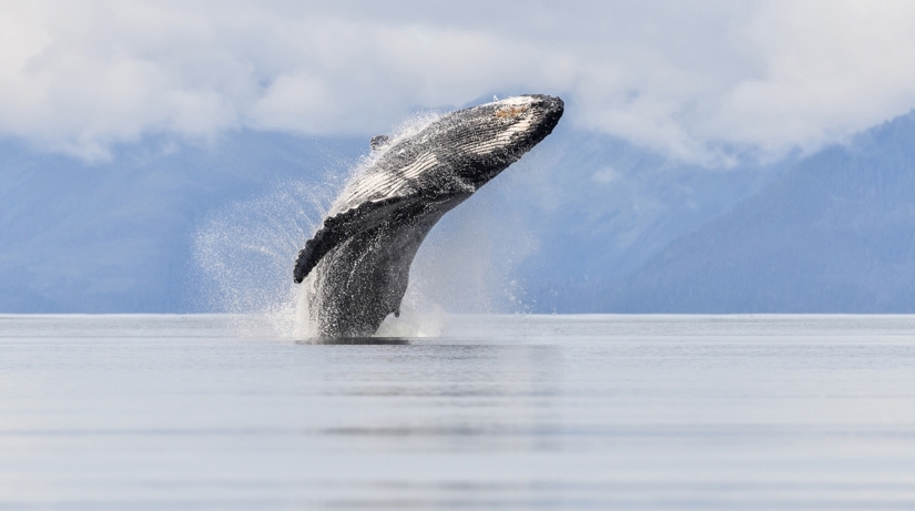 Finalists of the "Best Nature Photographer — 2017" contest from National Geographic
