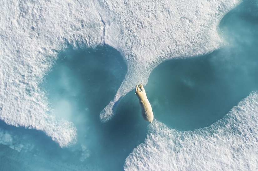 Finalists of the "Best Nature Photographer — 2017" contest from National Geographic