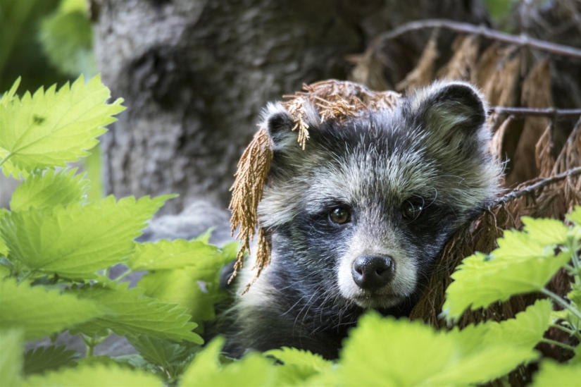 Finalists of the "Best Nature Photographer — 2017" contest from National Geographic