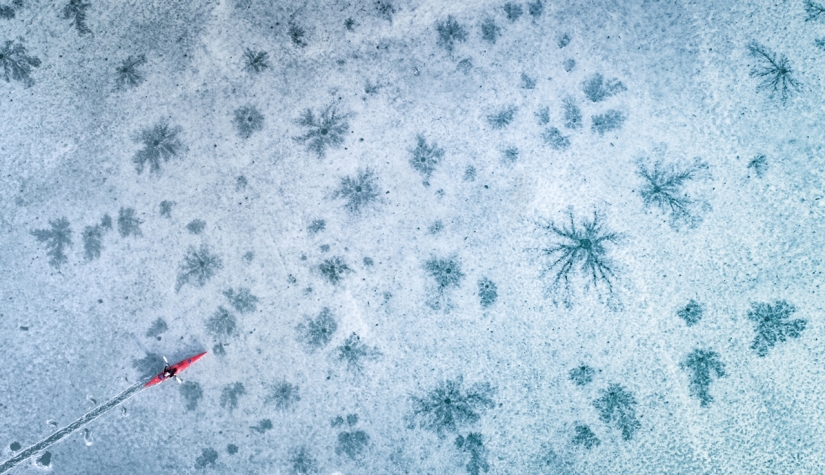Finalists of the "Best Nature Photographer — 2017" contest from National Geographic