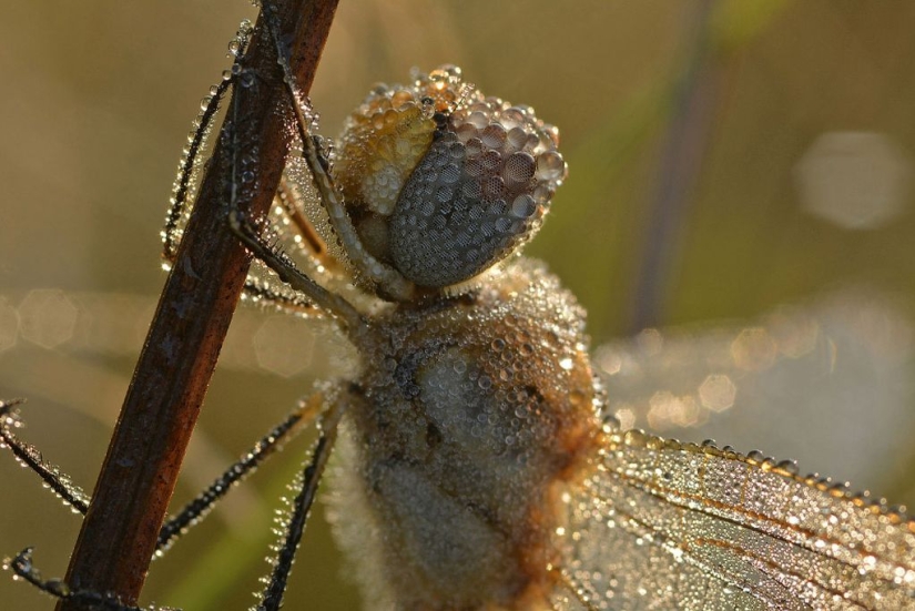Finalists of the "Best Nature Photographer — 2017" contest from National Geographic