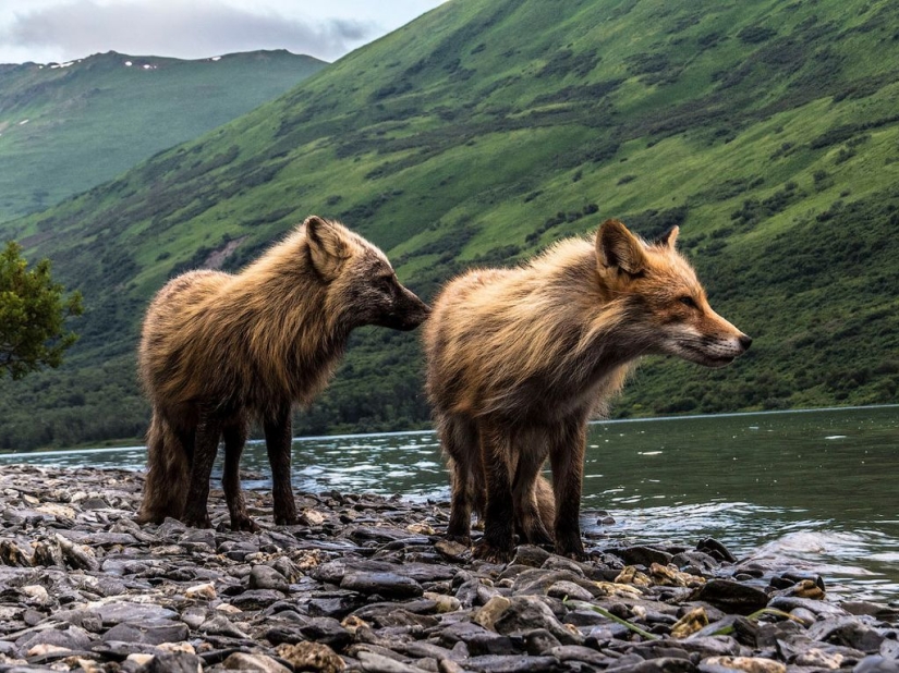 Finalists of the "Best Nature Photographer — 2017" contest from National Geographic