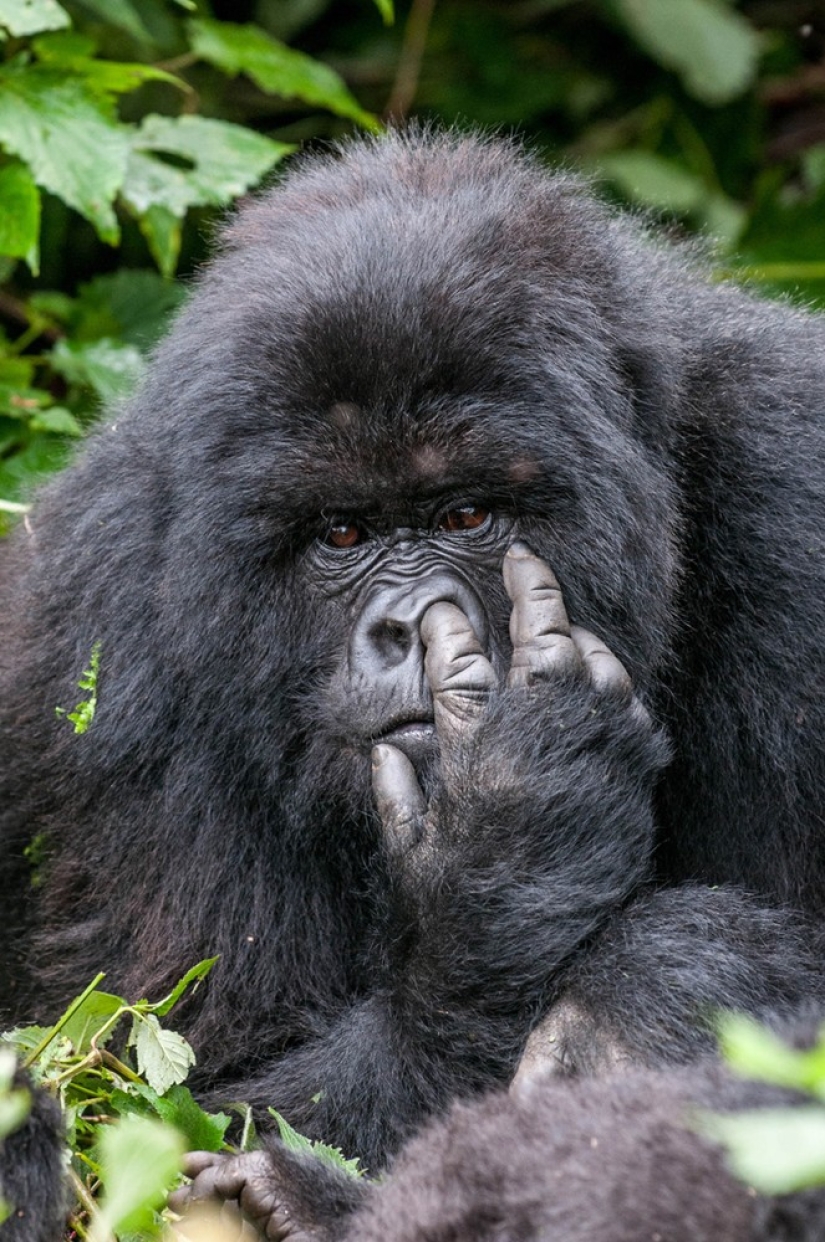 Finalists of the contest "Funny wildlife photos"