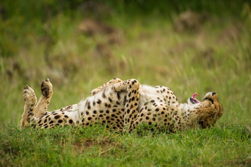 Finalists of the contest "Funny wildlife photos"
