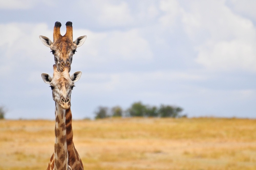Finalists of the contest "Funny wildlife photos"