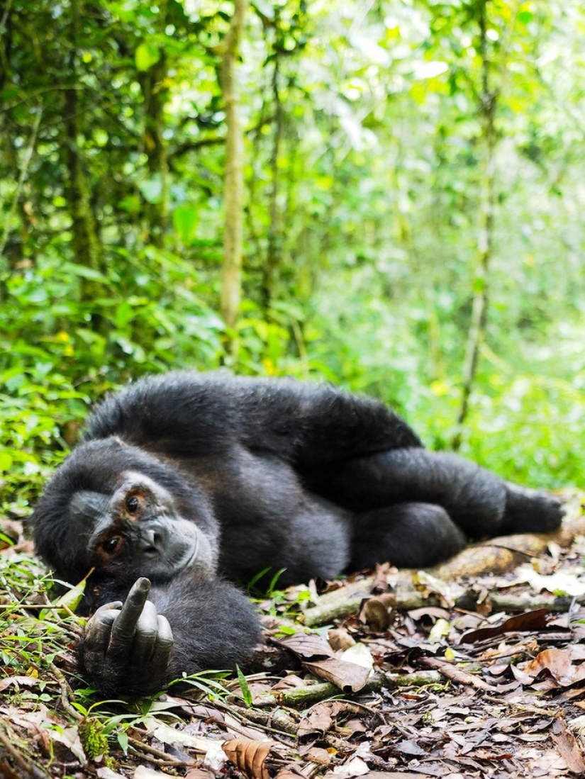 Finalists of the contest "Funny wildlife photos"