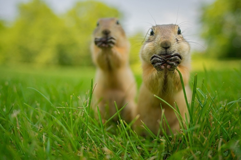 Finalists of the contest "Funny wildlife photos"