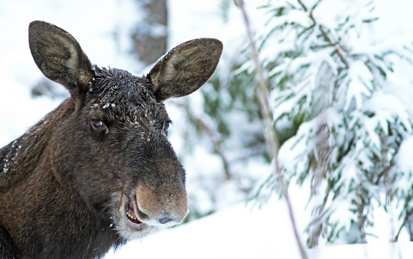Finalists of the contest "Funny wildlife photos"