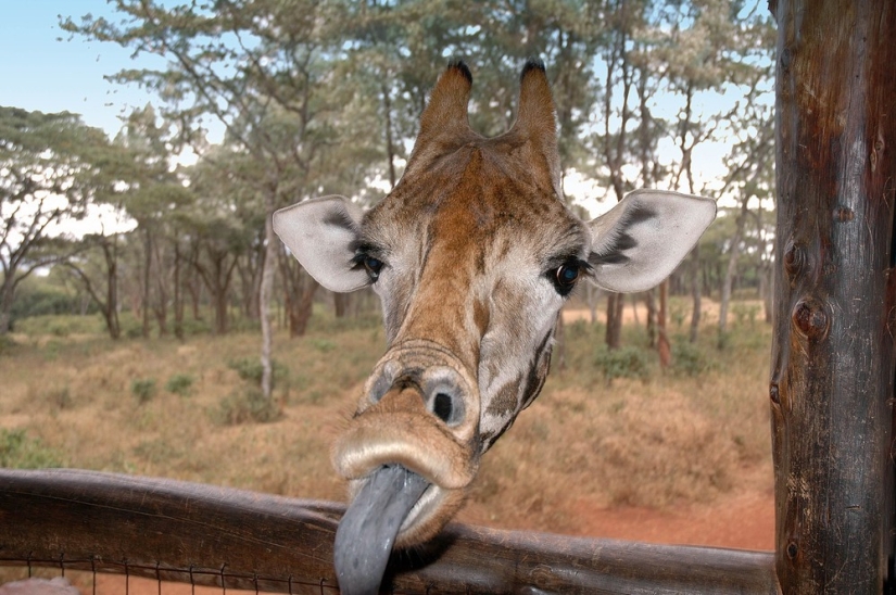 Finalists of the contest "Funny wildlife photos"