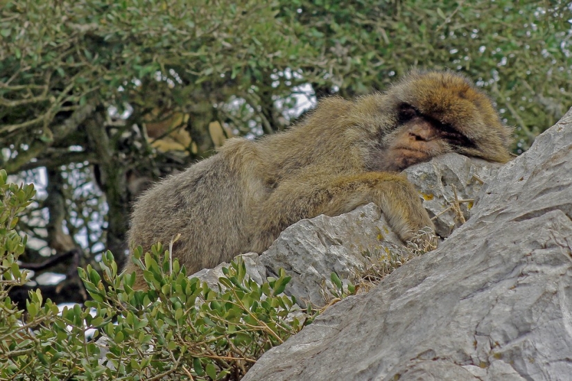 Finalists of the contest "Funny wildlife photos"