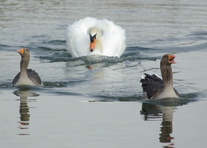 Finalists of the contest "Funny wildlife photos"