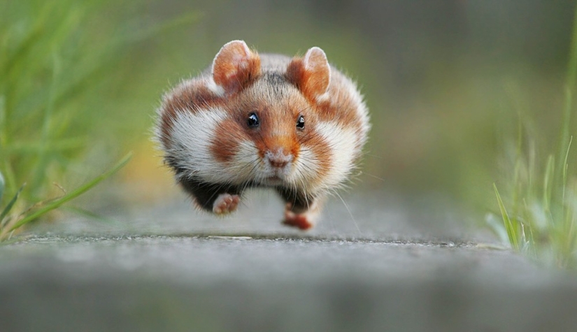 Finalists of the contest "Funny wildlife photos"