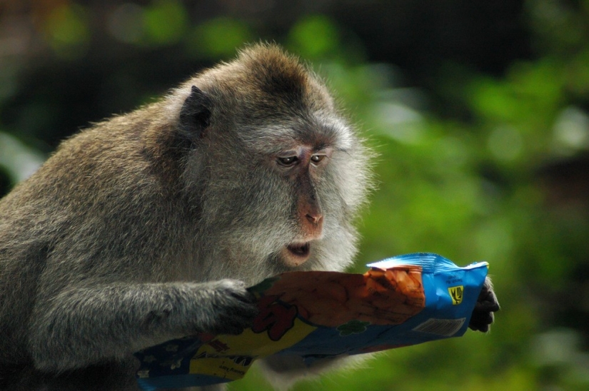 Finalists of the contest "Funny wildlife photos"