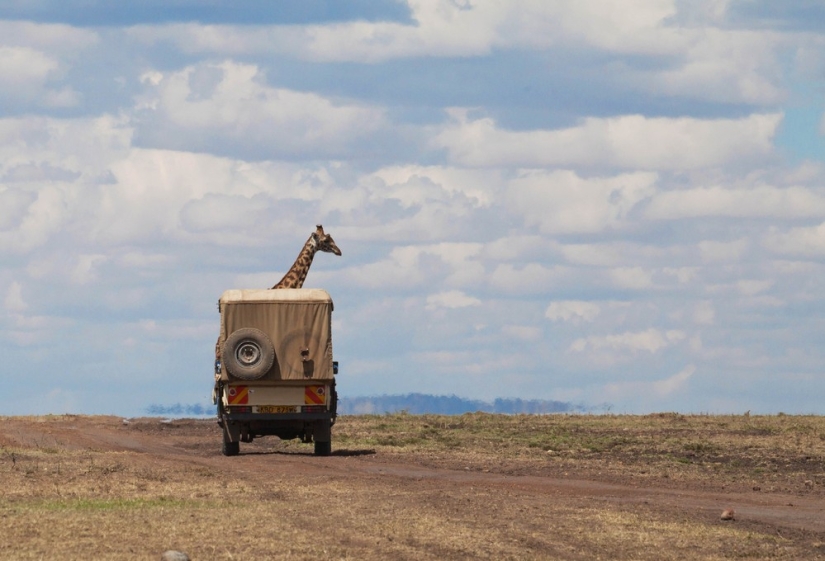 Finalists of the contest "Funny wildlife photos"