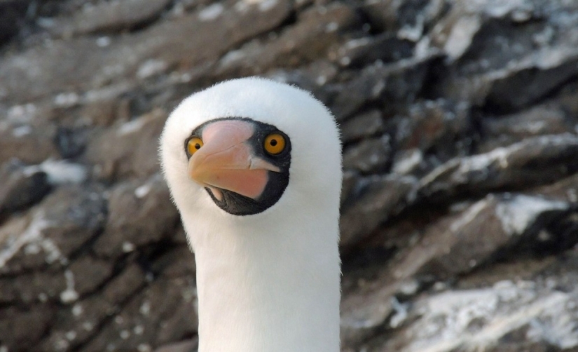 Finalists of the contest "Funny wildlife photos"