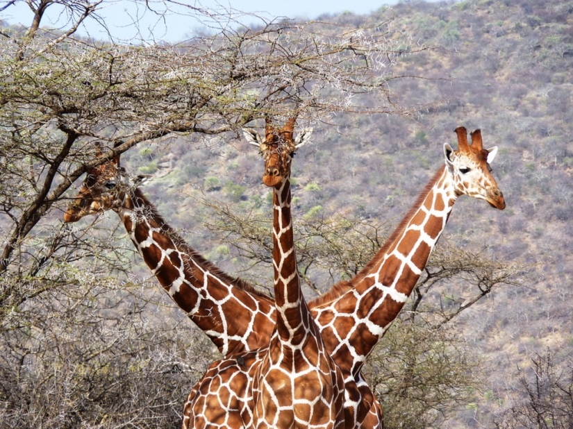 Finalists of the contest "Funny wildlife photos"