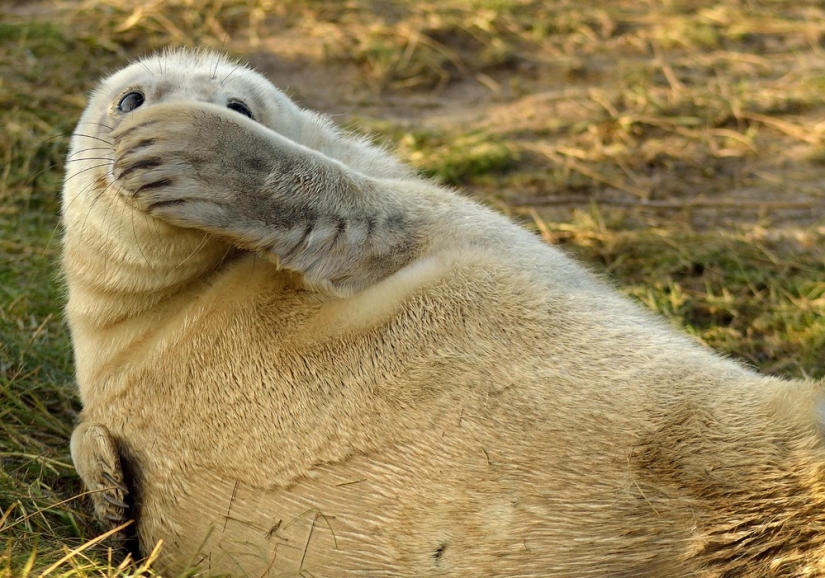 Finalists of the contest "Funny wildlife photos"